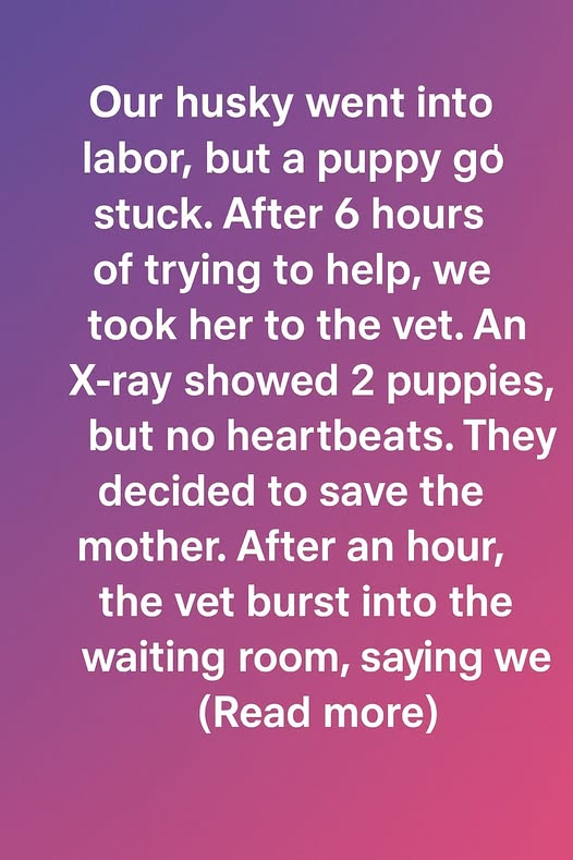 A Miracle Named Hope: How Our Husky and Her Puppy Beat the Odds