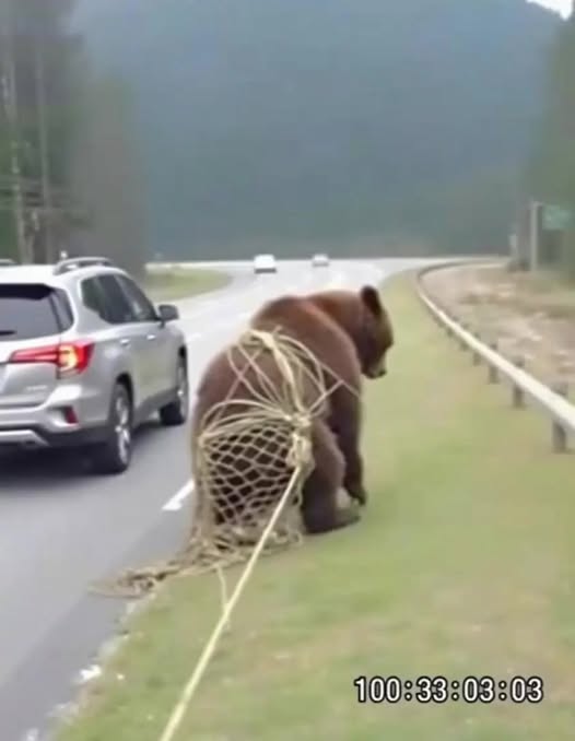 On the road, I noticed a bear tangled in a net, unable to free itself: